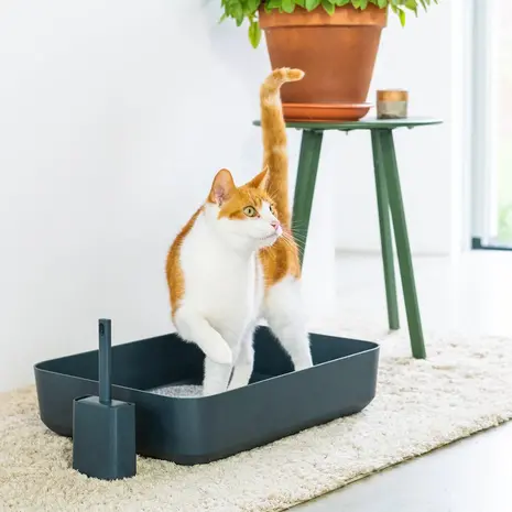 Hoopo Poh Katzentoilette Grau + Tofu