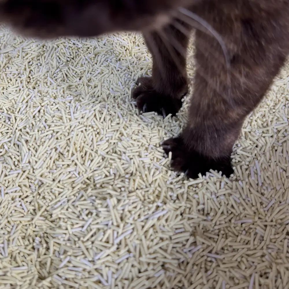 Hoopo Poh Katzentoilette Grau + Tofu