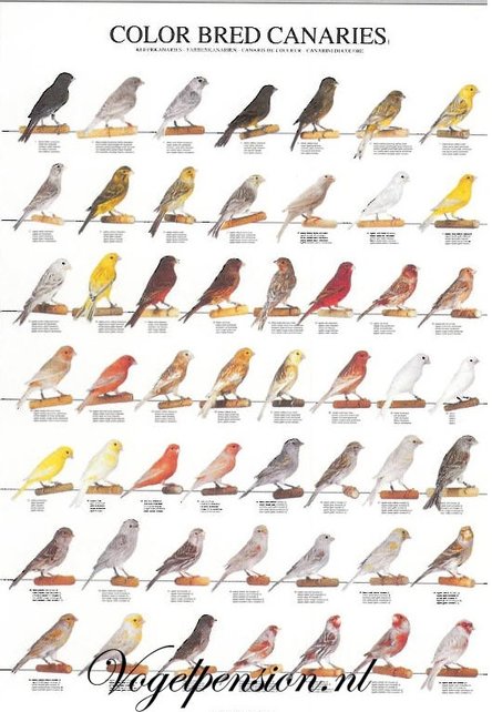 Vogelposter kleurkanaries deel 1 gelamineerd Vogelposter kleurkanaries deel 1 gelamineerd