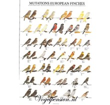 Vogelposter Europese Vinken – Kleurrijke wanddecoratie