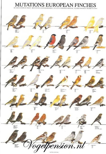 Vogelposter Europese Vinken – Kleurrijke wanddecoratie
