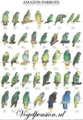 Vogelposter Amazone gelamineerd Vogelposter Amazone gelamineerd