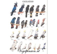 Stijlvolle Vogelposter Kakatoe – Hoogwaardige print