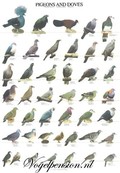 Vogelposter met duiven – stijlvolle & natuurgetrouwe wanddecoratie