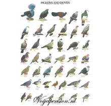 Vogelposter met duiven – stijlvolle & natuurgetrouwe wanddecoratie