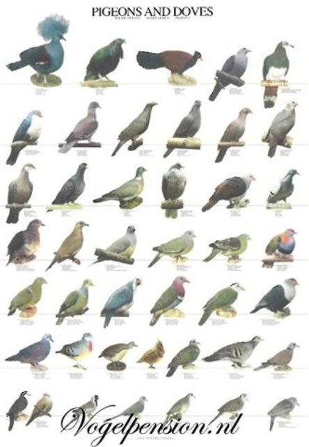 Vogelposter met duiven – stijlvolle & natuurgetrouwe wanddecoratie
