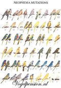 Vogelposter Neophema gelamineerd Vogelposter Neophema gelamineerd