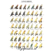 Agaporniden poster – Kleurrijke liefdesvogels voor je muur