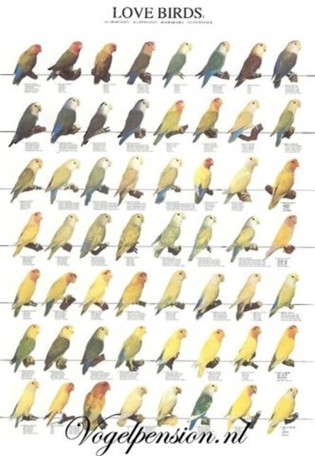 Agaporniden poster – Kleurrijke liefdesvogels voor je muur