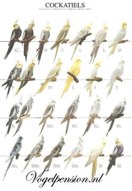 Vogelposter Valkparkieten gelamineerd