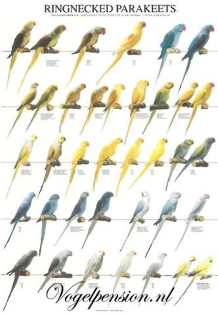 Vogelposter Halsband parkieten gelamineerd