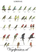 Vogelposter Lories gelamineerd