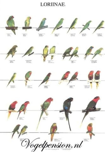 Vogelposter Lories gelamineerd
