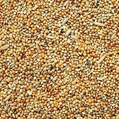 Parkietenzaad Parkietenzaad