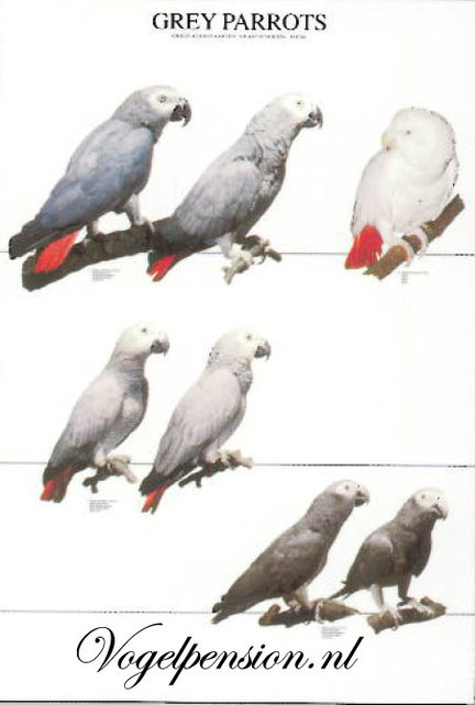 Vogelposter Grijze Roodstaart gelamineerd