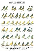 Gouldamadine Poster Kopen | Exotische vogels aan de muur Gouldamadine Poster Kopen | Exotische vogels aan de muur