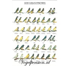 Gouldamadine Poster Kopen | Exotische vogels aan de muur