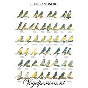 Vogelposter Gouldamadines gelamineerd