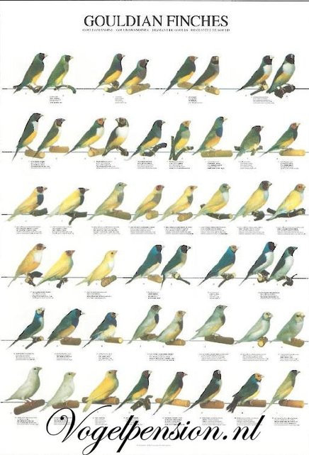 Gouldamadine Poster Kopen | Exotische vogels aan de muur Gouldamadine Poster Kopen | Exotische vogels aan de muur