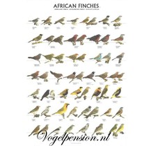 Gelamineerde poster van Afrikaanse vinken | Duurzame & leurrijke wanddecoratie