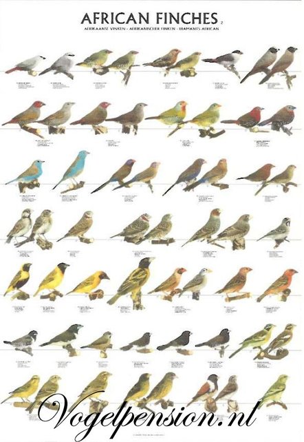 Gelamineerde vogelposter Afrikaanse vinken deel 2– Duurzame wanddecoratie