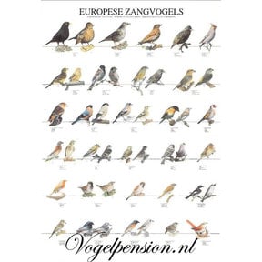 Vogelposter Europese zangvogels deel 1 gelamineerd