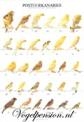Gelamineerde Vogelposter Postuurkanaries | Duurzaam & educatief