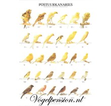 Gelamineerde Vogelposter Postuurkanaries | Duurzaam & educatief