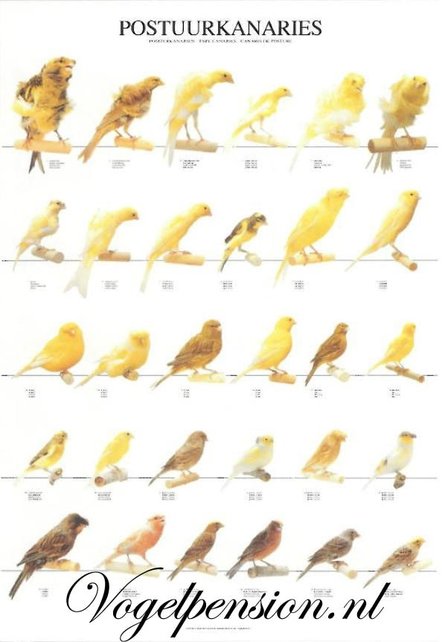 Gelamineerde Vogelposter Postuurkanaries | Duurzaam & educatief