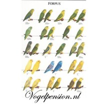 Forpus vogelposter – Stijlvolle wanddecoratie voor vogelliefhebbers