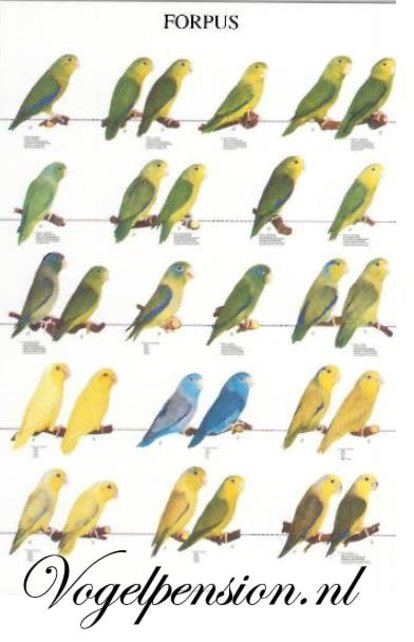 Forpus vogelposter – Stijlvolle wanddecoratie voor vogelliefhebbers