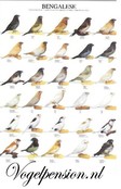 Poster Japanse Meeuw kopen – Gelamineerde vogelposter van topkwaliteit