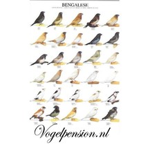 Poster Japanse Meeuw kopen – Gelamineerde vogelposter van topkwaliteit