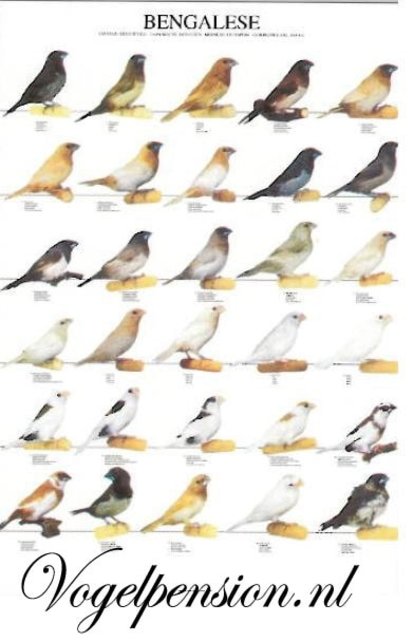 Poster Japanse Meeuw kopen – Gelamineerde vogelposter van topkwaliteit