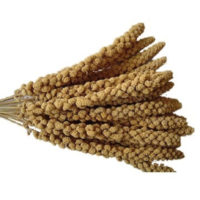 Trosgierst 300 gram Trosgierst 300 gram