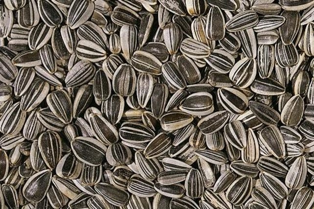 Gestreepte zonnebloempit