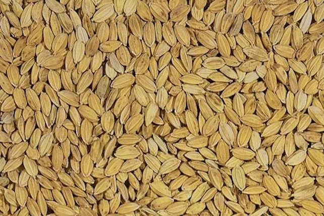 Paddy rijst ongepeld uitgepond