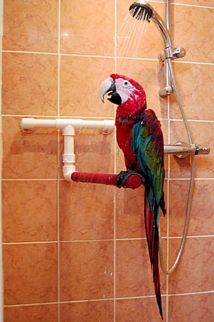Kunststof Douchestok voor papegaaien | Veilig & comfortabel