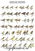 Vogelposter Afrikaanse Vinken deel 1 gelamineerd A4