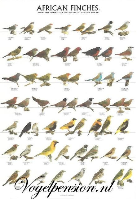 Vogelposter Afrikaanse Vinken deel 1 gelamineerd A4