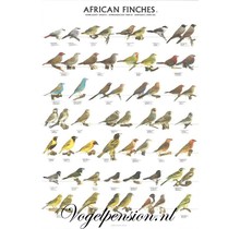 Gelamineerde A4-poster Afrikaanse vinken | Kleurrijk & duurzaam