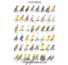 Vogelposter van Agaporniden | Kleurrijke liefdesvogels voor aan je muur