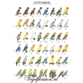 Vogelposter agaporniden deel 2