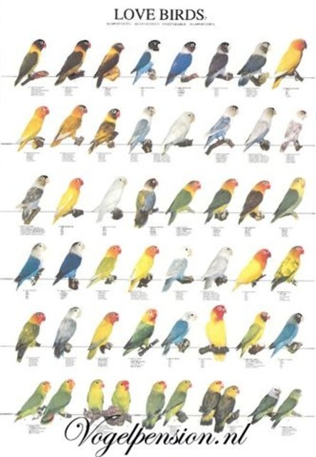 Gelamineerde vogelposter  Agaporniden deel 2 | Educatieve poster Gelamineerde vogelposter  Agaporniden deel 2 | Educatieve poster