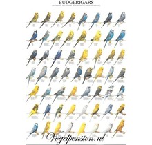 Grasparkieten poster gelamineerd – Perfect voor vogelliefhebbers