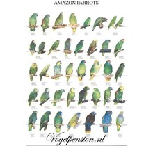 A4 Amazonepapegaaien poster | Kleurrijke vogelposter
