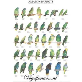 Vogelposter Amazone gelamineerd A4