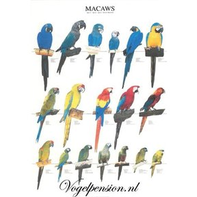 Vogelposter Ara gelamineerd A4