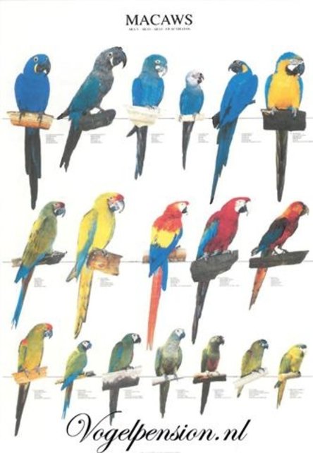 Vogelposter Ara gelamineerd A4