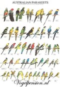 Vogelposter Australische parkieten gelamineerd A4 Vogelposter Australische parkieten gelamineerd A4